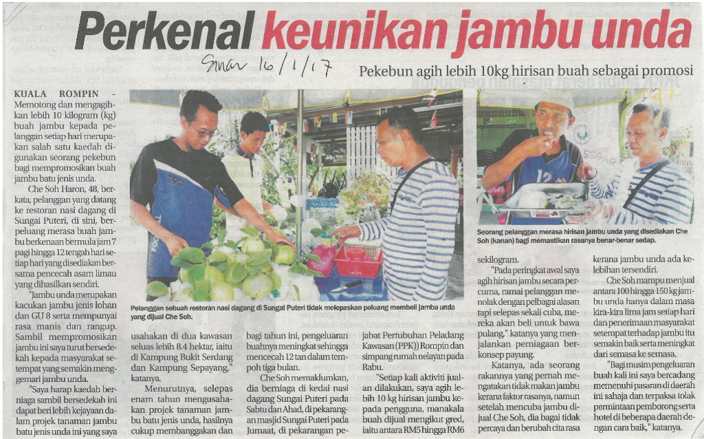 Perkenal keunikan jambu unda